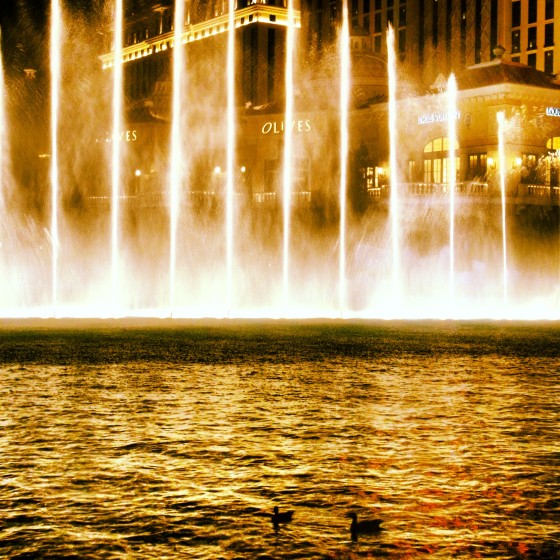 Ducks watching the fountains at the Bellagio with us.