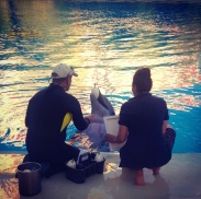 A dolphin painting during a VIP experience in the Mirage Dolphin Habitat.