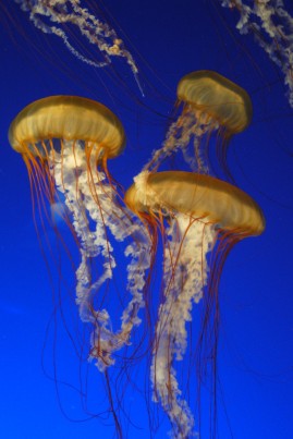Jellyfish at the Vancouver Aquarium