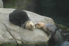 Sea Otters at the Vancouver Aquarium
